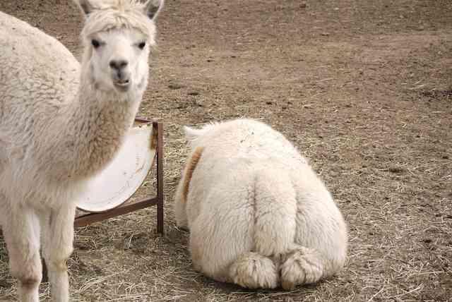【画像】動物が労ってくれるトピ