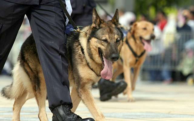 「恩を仇で返すの？」何千人もの命を救ってきた軍用犬の殺処分に反対の声  –  grape [グレイプ]
