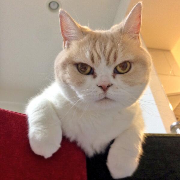 猫の胸毛もふもふ画像ください。