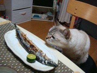 ガルちゃん猫カフェ21号店 開店しました♪ (初めての方も大歓迎!)