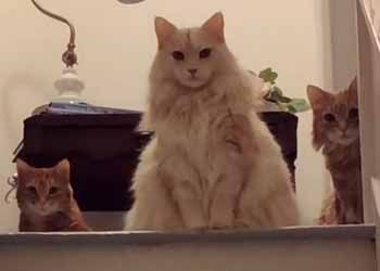 猫の胸毛もふもふ画像ください。