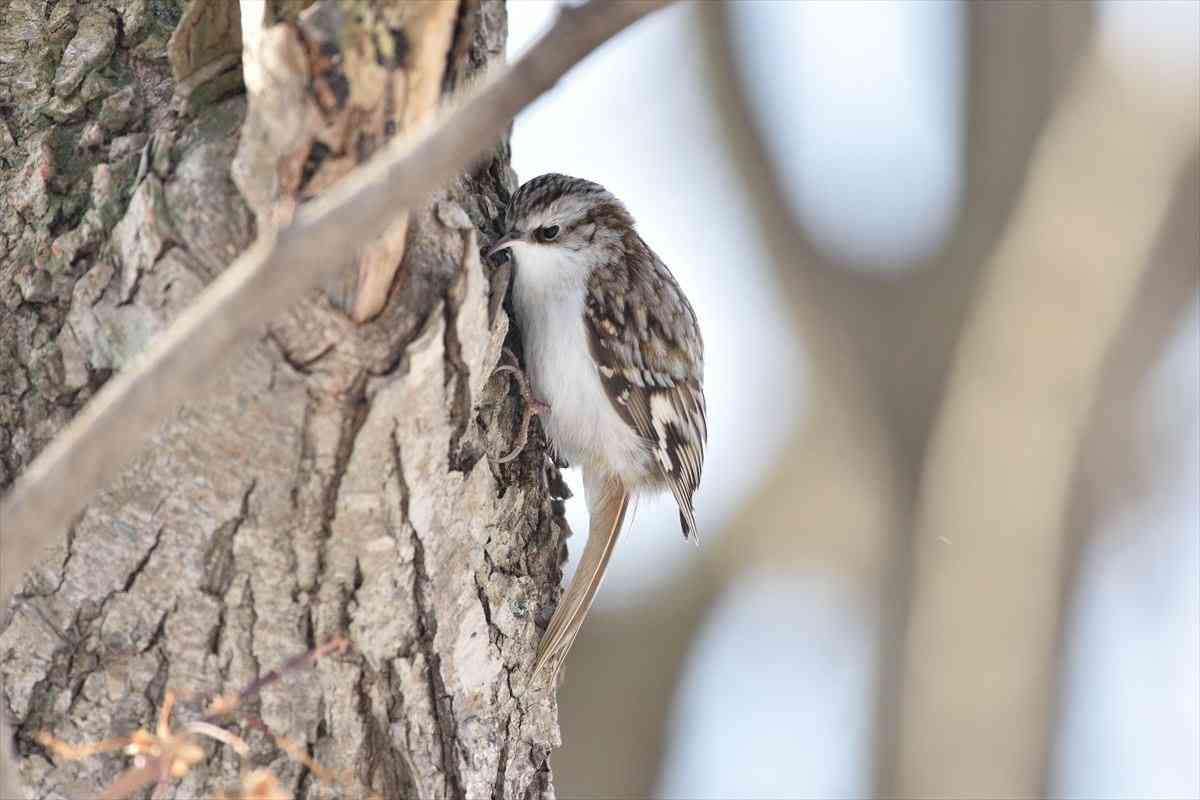 鳥の画像を貼っていくトピ