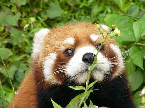 北朝鮮、「炭疽菌ICBM」実験か　米韓に情報