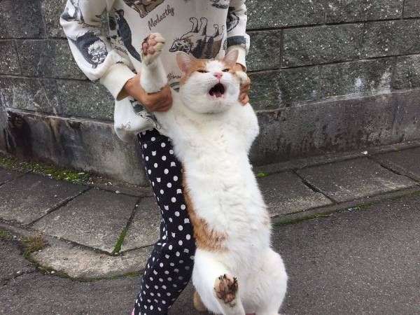 猫の胸毛もふもふ画像ください。