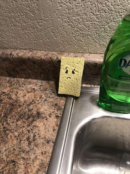 「キッチンの食器用スポンジが…ベッドになっていた！」かわいいと評判を呼ぶ