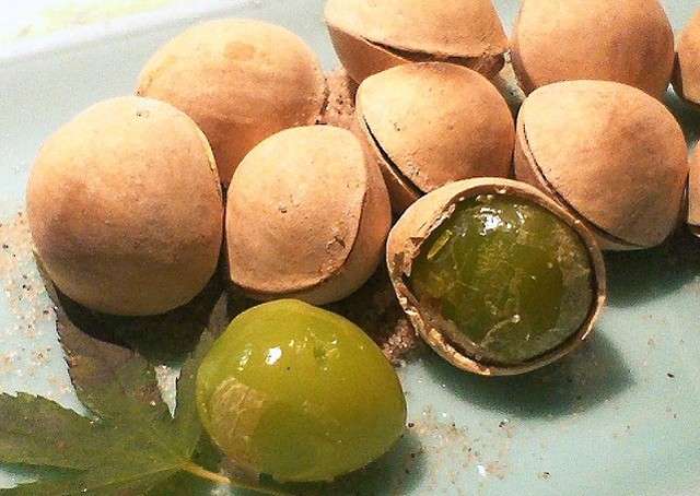 ギンナンの食べすぎは中毒症状で危険　死亡例も！　中毒情報センターが警告 : J-CASTヘルスケア