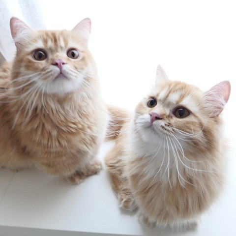 猫の胸毛もふもふ画像ください。