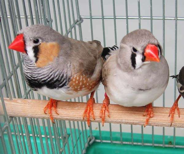 鳥の画像を貼っていくトピ