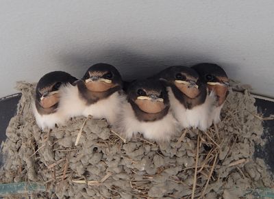 鳥の画像を貼っていくトピ