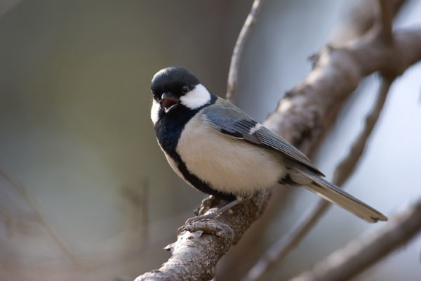 鳥の画像を貼っていくトピ