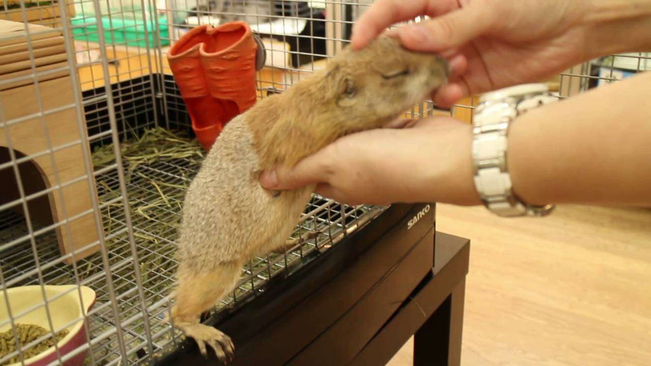 スタッフメロメロ！甘えん坊のプレーリードッグ【アミーゴ妹尾】ｐｒａｉｒｉｅ　ｄｏｇ - YouTube