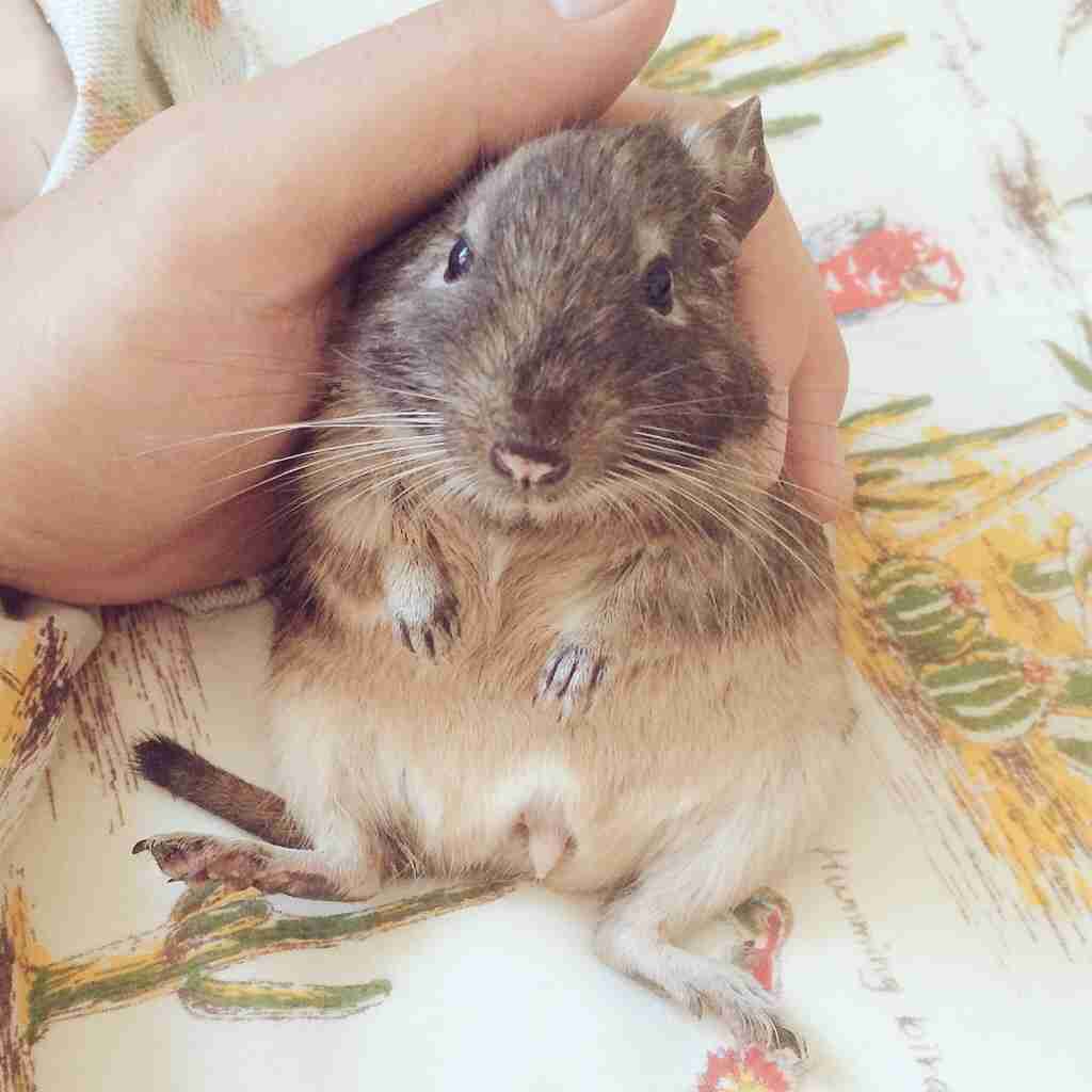 どんなペット飼ってますか?ペット自慢