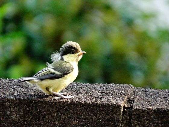 鳥の画像を貼っていくトピ