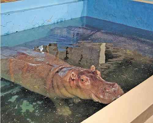 八木山動物公園で女性飼育員がカバにかまれ大けが 餌やり体験中止へ ガールズちゃんねる Girls Channel