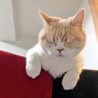 猫の胸毛もふもふ画像ください。