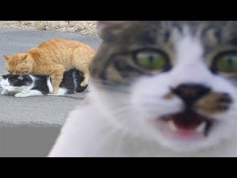【画像】いろんな毛色の猫が見たい