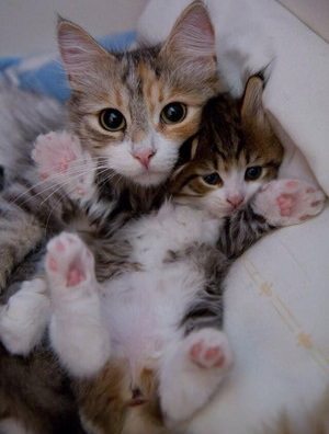 【画像】いろんな毛色の猫が見たい