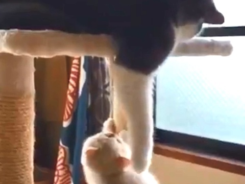 子猫と先輩猫の優しい関係にホッコリ - 動画 - Yahoo!映像トピックス