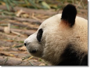 動物達の横顔が集まるトピ