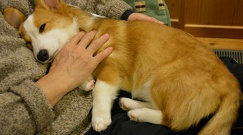 あなたの手料理、何レベル！？