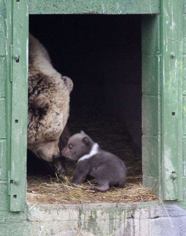 動物達の横顔が集まるトピ
