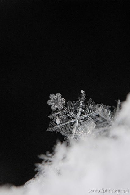 美しい雪の結晶が集まるトピ