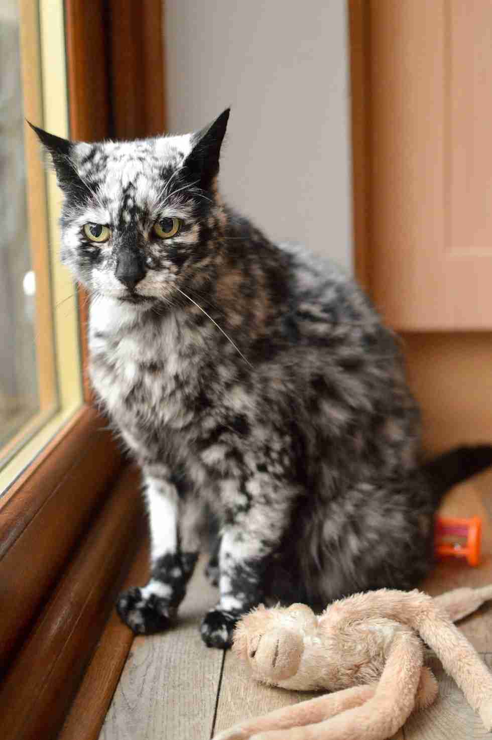 【画像】いろんな毛色の猫が見たい
