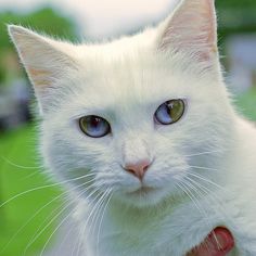 【画像】いろんな毛色の猫が見たい