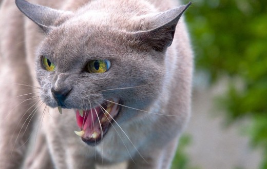 【画像】いろんな毛色の猫が見たい