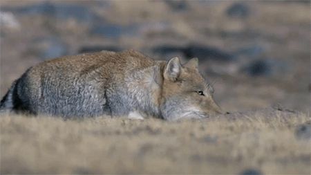 The Tibetan Fox | For the snuggles | Pinterest | Foxes, German shepherds and Animal