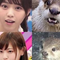 乃木坂46のなぁちゃんこと西野七瀬さんとかいうかわうそ似のかわい子ちゃんwww - NAVER まとめ