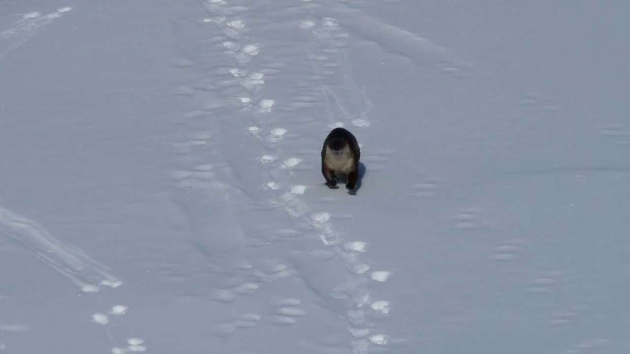 River Otter Sliding on Snow! - YouTube