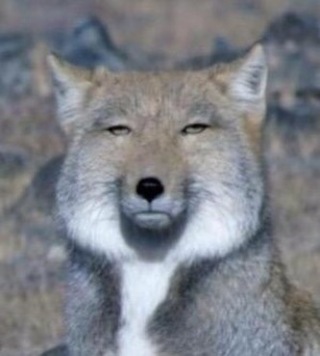 冷めた表情をした画像が集まるトピ