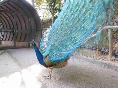 動物達の横顔が集まるトピ