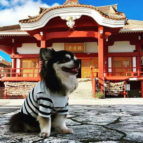 【新年】縁起が良さそうな画像を貼るトピ