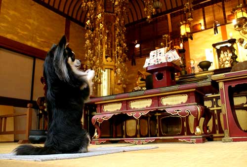 【新年】縁起が良さそうな画像を貼るトピ