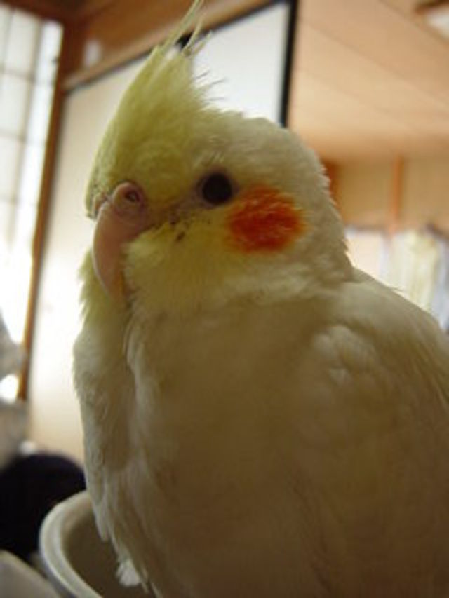 動物達の横顔が集まるトピ