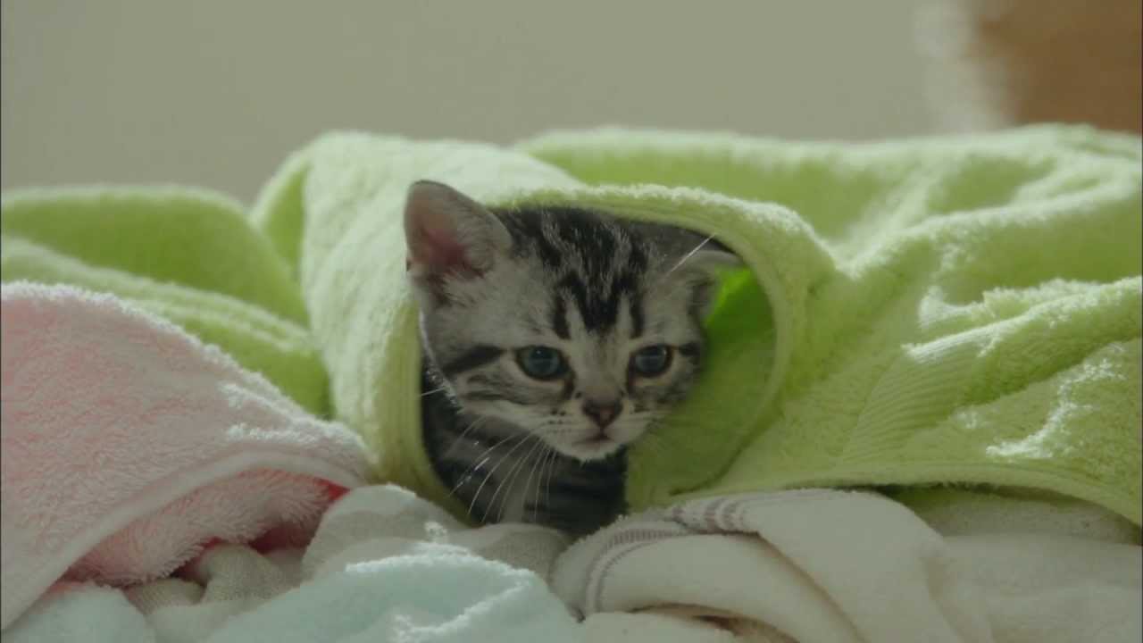 猫CM Kalkan ねこまっしぐら子猫用 - YouTube