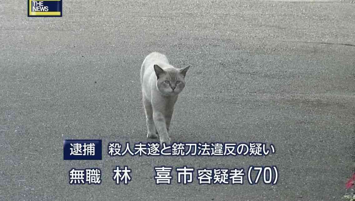 【画像】いろんな毛色の猫が見たい