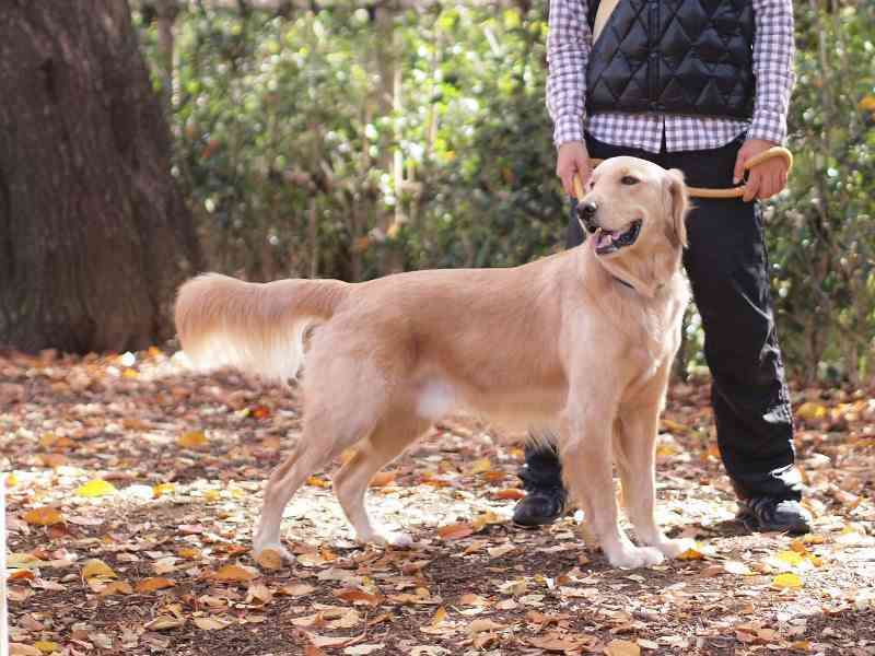 10カ月の女児、飼い犬にかまれ死亡　東京・八王子