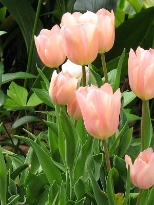 あなたが一番好きな花！