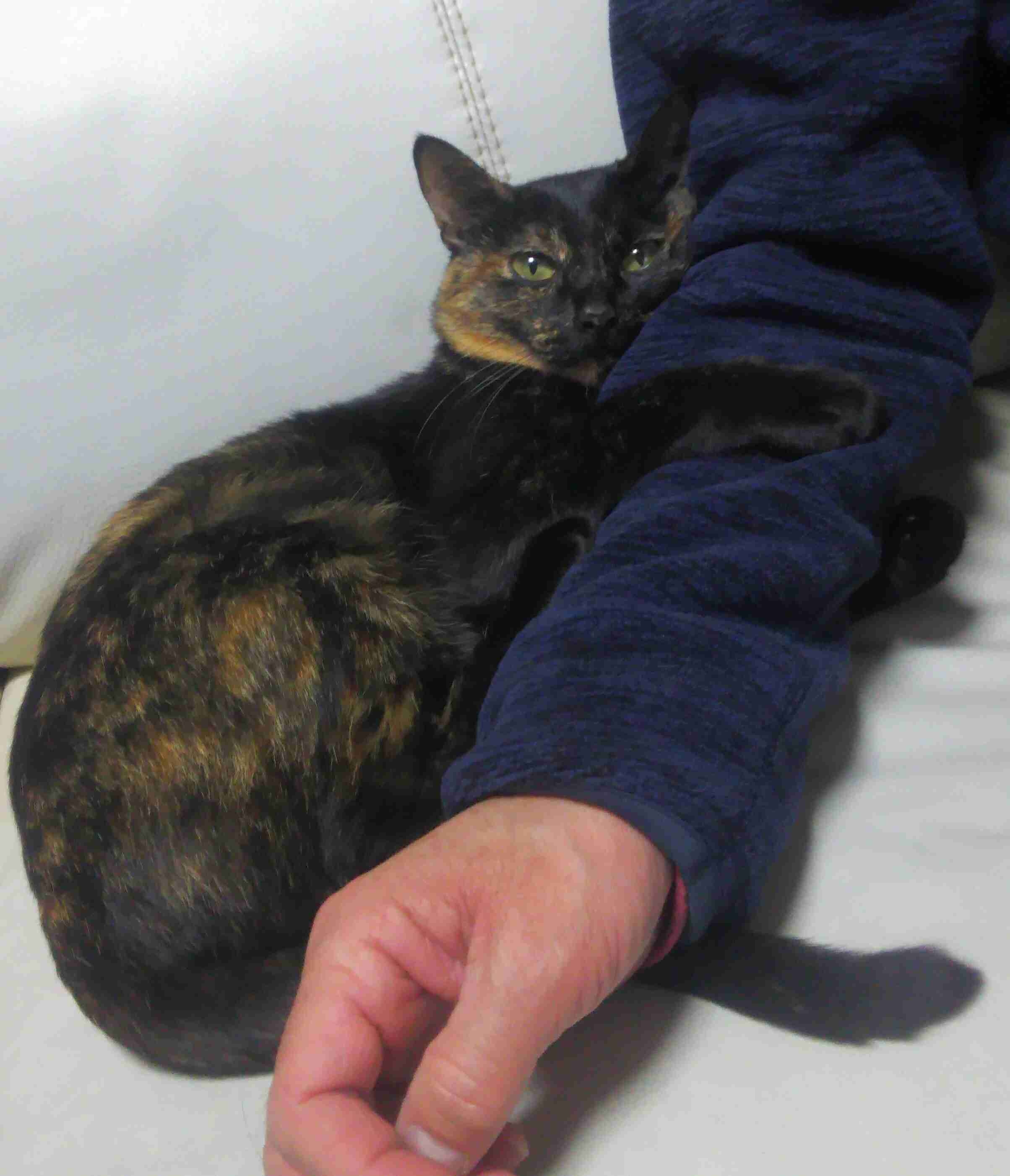 (身バレしない程度に)お宅の猫ちゃん見せてください！