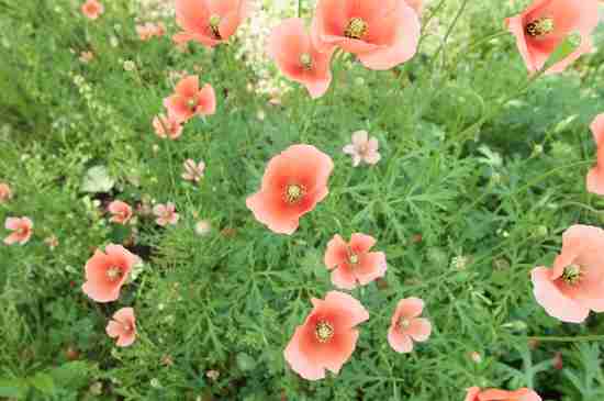 あなたが一番好きな花！