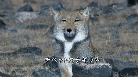 【実況・感想】独占緊急特報!!貴乃花親方105日沈黙破りすべてを語る