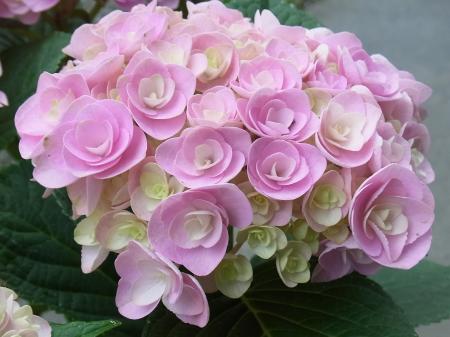 あなたが一番好きな花！