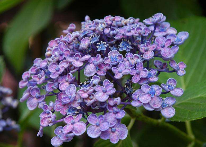 あなたが一番好きな花！