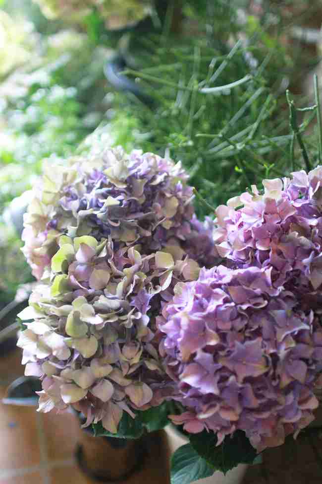 あなたが一番好きな花！