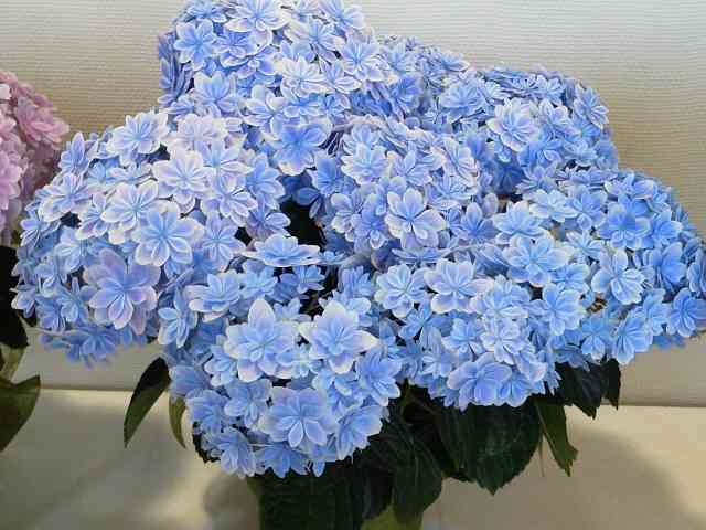 あなたが一番好きな花！