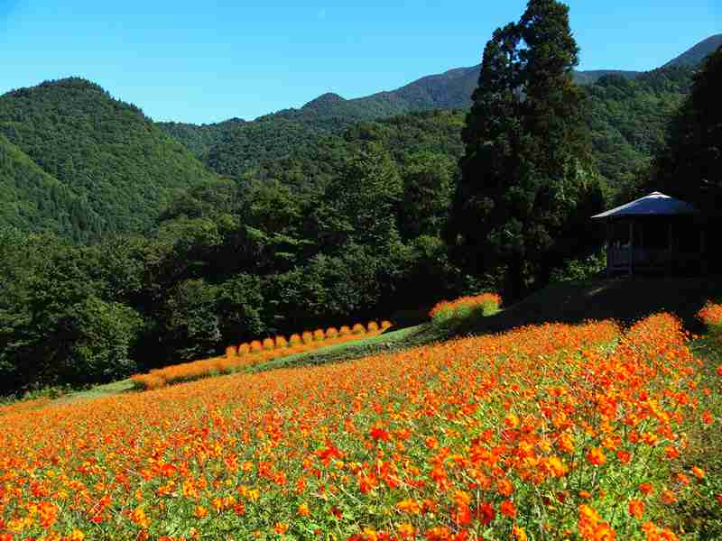 田舎の画像で癒されるトピ