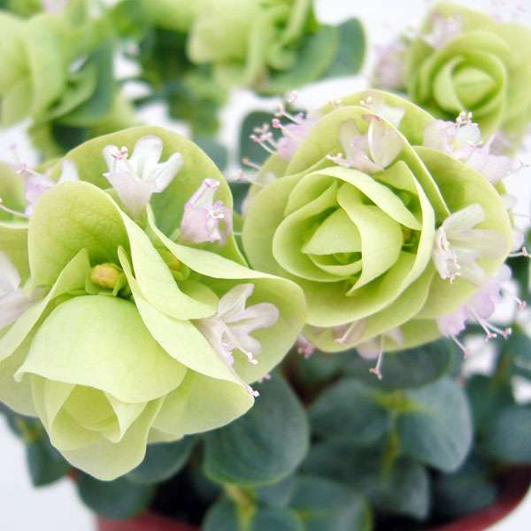 あなたが一番好きな花！